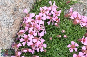 saponaria pumila